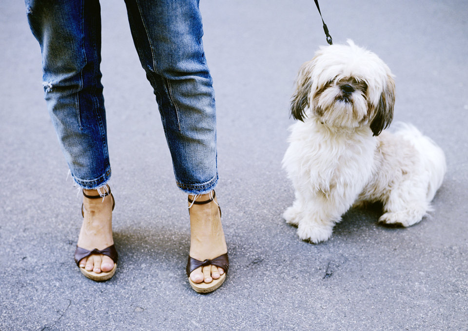 Cane e Scarpe - Projekte