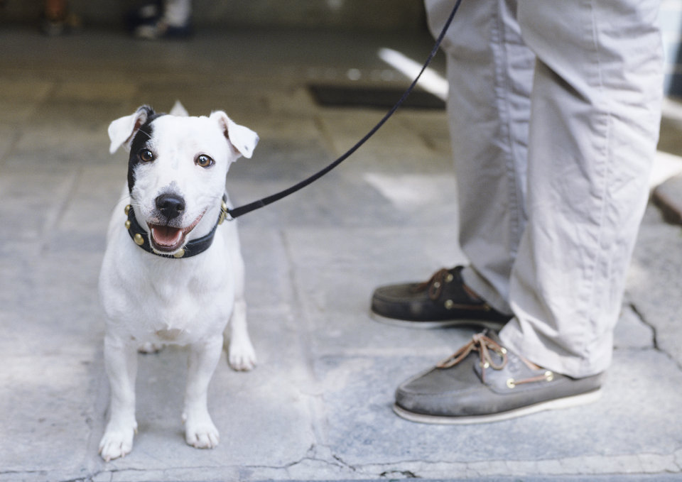 Cane e Scarpe - Projekte