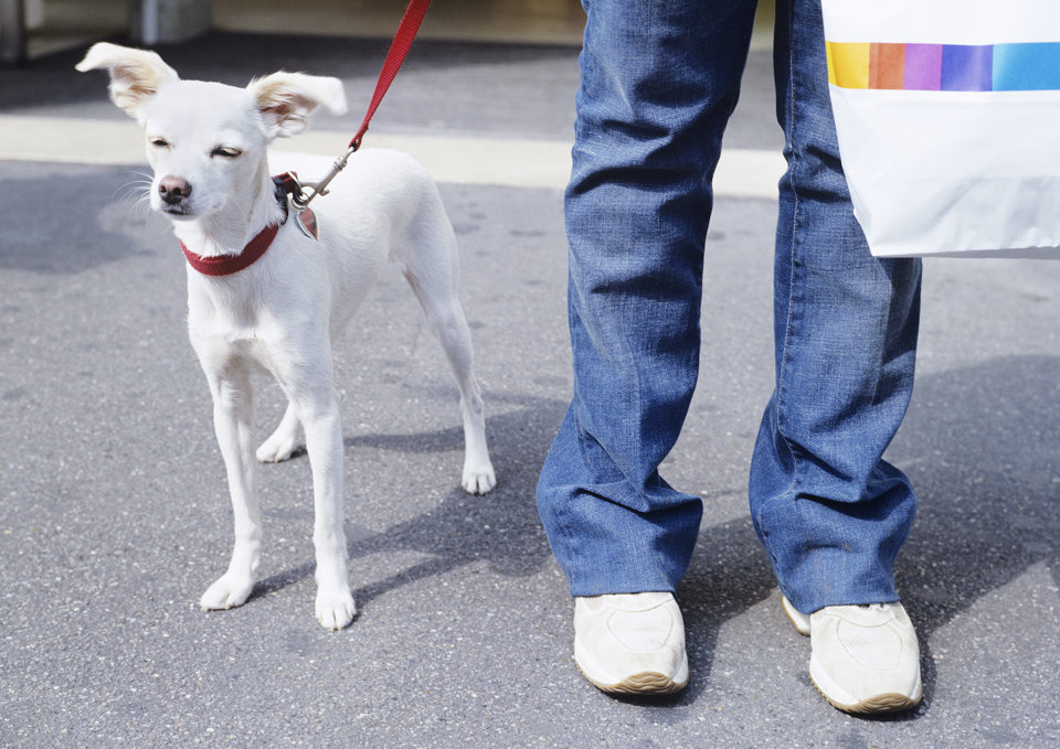 Cane e Scarpe - Projekte