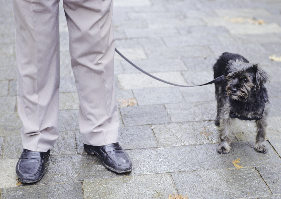 Cane e Scarpe - Projekte