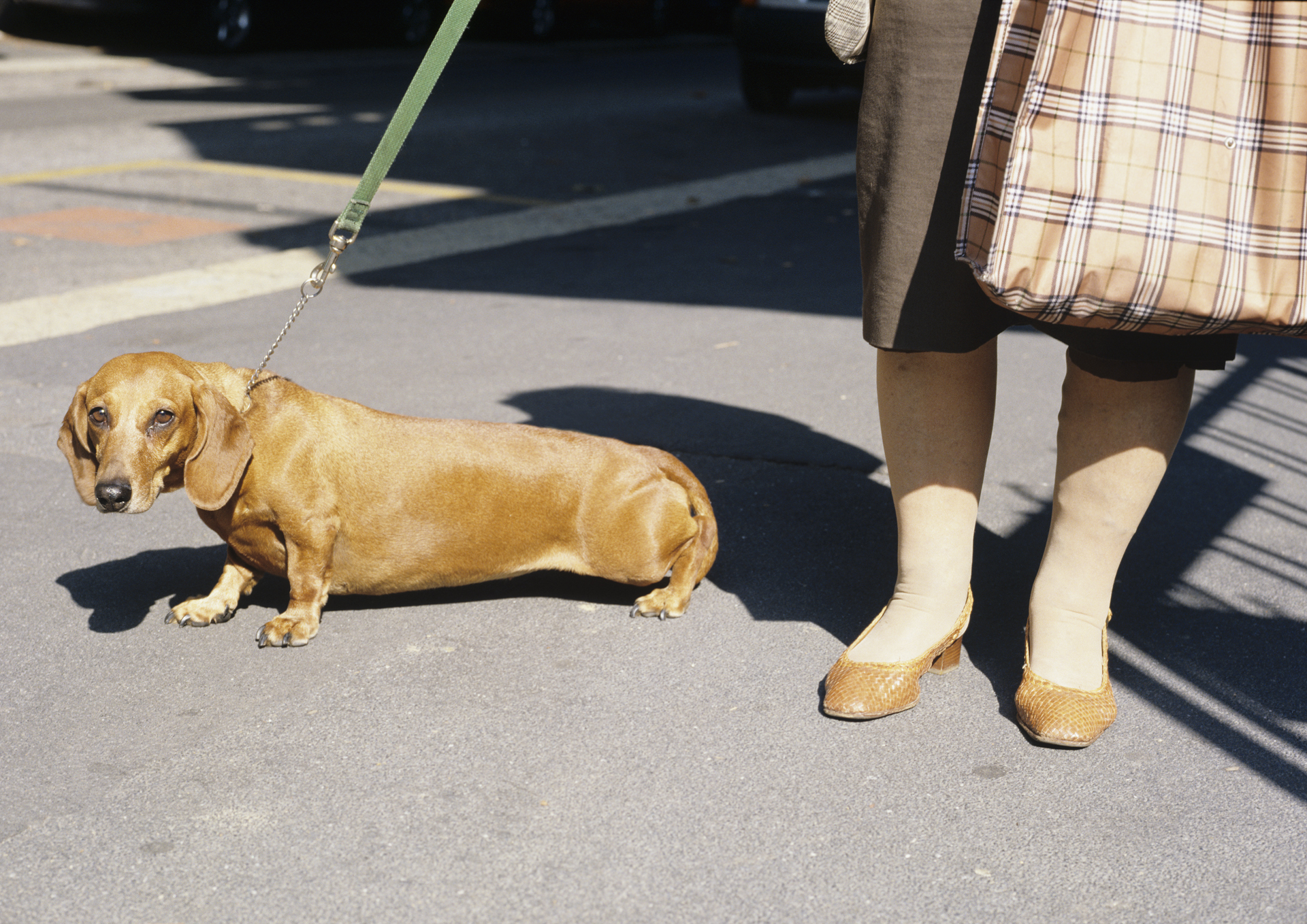 Cane e Scarpe - Projekte